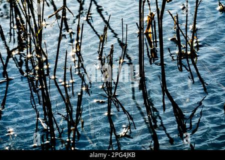 Flooded grass, waves on the Weser river with sun reflexes, Wesertal, Weserbergland; Germany Stock Photo