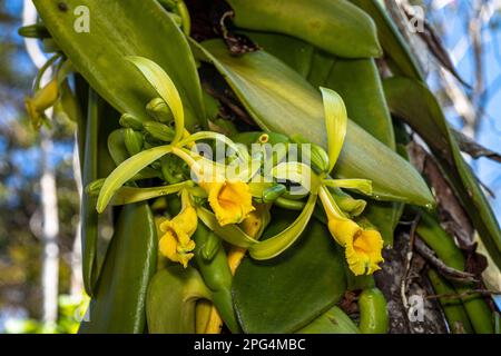 Multiple yellow vanilla orchid flowers in bloom Stock Photo