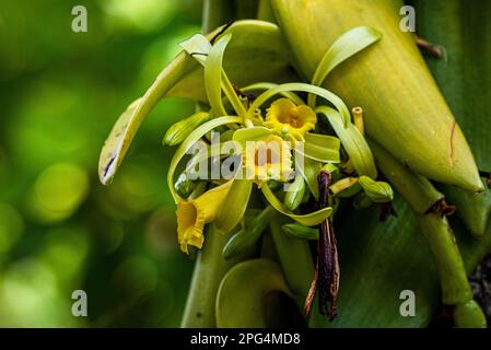 3 yellow vanilla orchid flowers Stock Photo