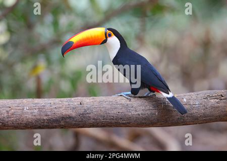 An adult Toco Toucan (Ramphastos toco) perched on an open branch in the Pantanal, Mato Grosso, Brazil Stock Photo