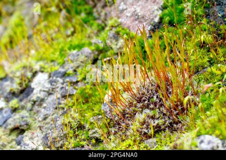 Close up of the capsules growing from a tuft of moss, most likely Wall Screw-moss (tortula muralis), possibly Redshank Moss (ceratodon purpureus). Stock Photo