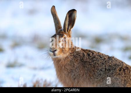 An adult Brown Hare (Lepus europaeus) in the snow on farmland in Eastern England, UK Stock Photo