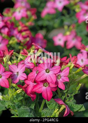 Red flowering ornamental tobacco plant, Nicotiana sanderae Stock Photo