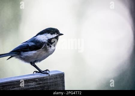 Closeup of black-capped chickadee standing on a ledge perch on a spring evening with nice bokeh behind; in Taylors Falls, Minnesota USA. Stock Photo