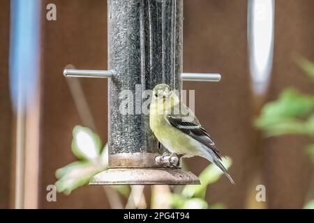 Female american goldfinch perched on a backyard thistle feeder with a piece of shell in its beak on a spring morning in Taylors Falls, Minnesota USA. Stock Photo