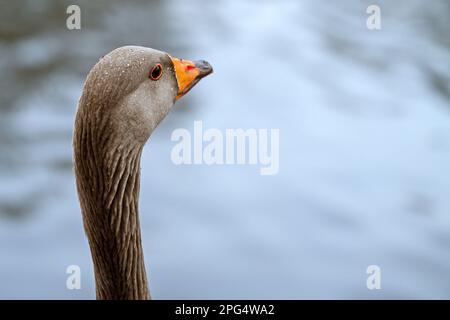 Greylag goose looking right. Close up portrait of the head and neck of the bird with copy space. Greylag Goose (Anser anser) in Beckenham, Kent, UK. Stock Photo