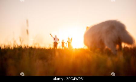 Defocused panoramic diversity family with Samoyed running at sunset with kite in sky. View from below through the ears. Silhouette. Father holds toy i Stock Photo