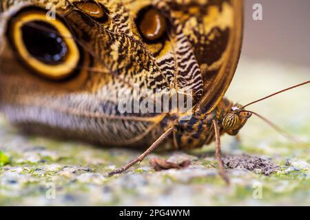 closeup of an owl butterfly (caligo species) in a zoo Stock Photo