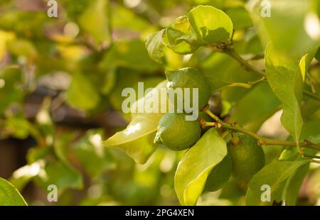 unripe lemons on the tree Stock Photo