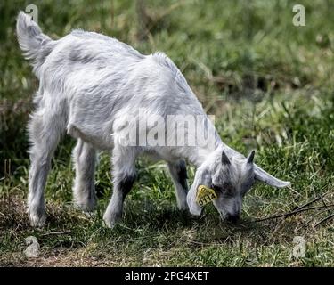 Cute little baby kid goat eating grass on a farm in a rural countryside in Cambridge, Minnesota USA. Stock Photo