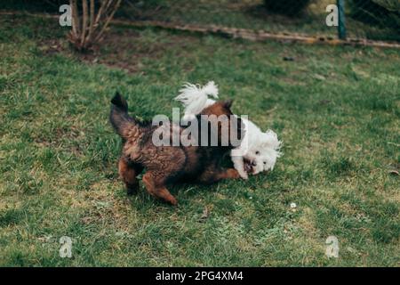 Red Tibetan Mastiff puppy and adult Maltese playing at garden. Stock Photo