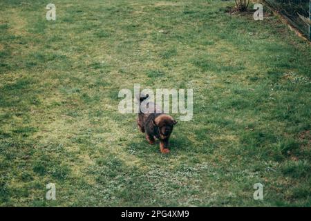 Red Tibetan Mastiff puppy and adult Maltese playing at garden. Stock Photo