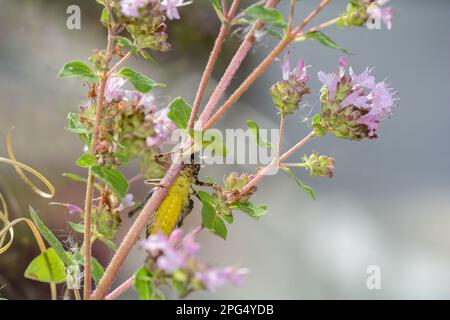 Common bush cricket ( Pholidoptera griseoaptera ) from below with yellow belly on a plant Stock Photo