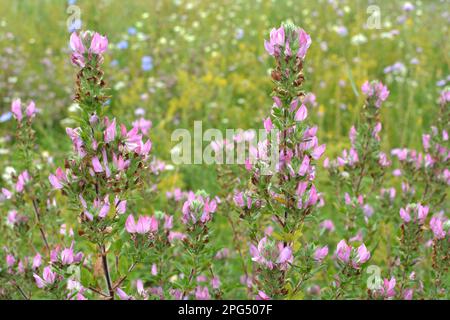 Ononis spinosa grows among grasses in the wild Stock Photo