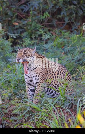 An adult Jaguar (Panthera oca) showing off its teeth while yawning in the Pantanal, Mato Grosso, Brazil Stock Photo