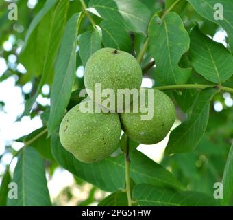 On a tree branch with a green shell, a ripening walnut Stock Photo