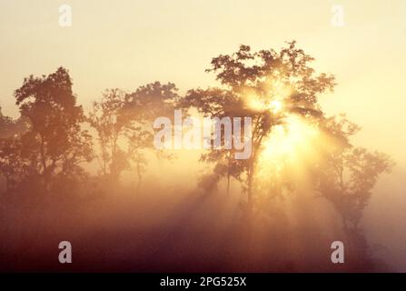 Thailand. Sun viewed through trees at sunrise. Stock Photo