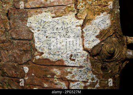 Graphis scripta (script lichen) is a very common lichen on smooth barked trees. Stock Photo