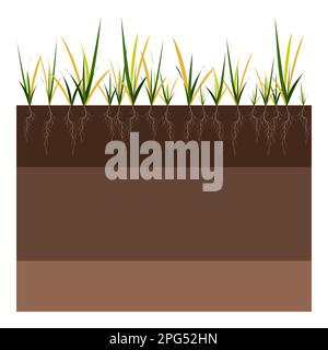 Lawn care - aeration and scarification. Labels by stage-before. Intake of substances-water, oxygen, and nutrients to feed the grass and soil. Vector Stock Vector