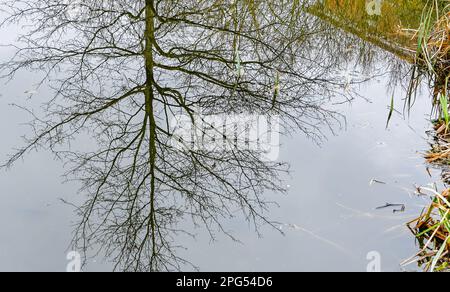 Reflection of a tree on the pond as an abstract background Stock Photo