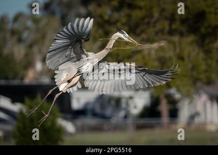 A Great blue heron soaring just above the ground, carrying a small branch with its beak Stock Photo