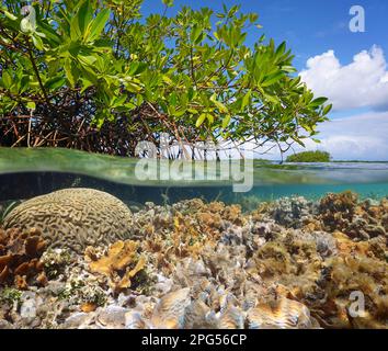 Mangrove tree in the sea with corals underwater, split view over and under water surface, Caribbean sea, Central America, Panama Stock Photo