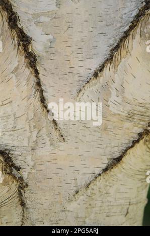 Bark detail of Betula pendula, more commonly know as Siver Birch, sometime as European silver birch and also as East Asian silver birch. Stock Photo