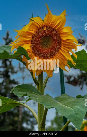 Fairbanks, Alaska, USA - July 27, 2011: Giant blooming sunflower closeup Stock Photo