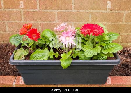 Gerbera jamesonii red & pink flowers in planter also Barberton Daisy or Transvaal daisy clump foming and flowers throughout summer is frost tender Stock Photo