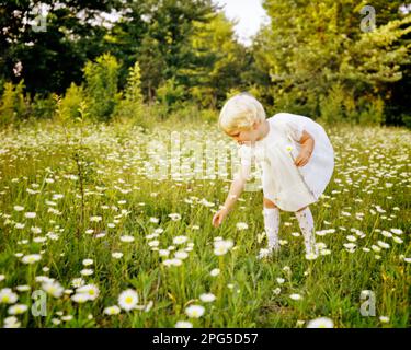1970s BLONDE TODDLER GIRL WHITE DRESS SOCKS STANDING IN FIELD PICKING WHITE DAISIES SUMMER - kj4902 FRE001 HARS COPY SPACE FULL-LENGTH INSPIRATION SPIRITUALITY DAISY SUMMERTIME DAISIES DISCOVERY CHOICE GROWTH JUVENILES SEASON SPRING SEASON SPRINGTIME TOWHEAD WILDFLOWERS BABY GIRL CAUCASIAN ETHNICITY INNOCENCE INNOCENT OLD FASHIONED PURITY Stock Photo