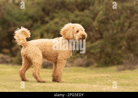 Cockapoos in the New Forest Stock Photo