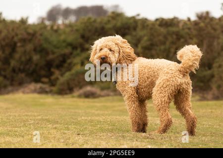 Cockapoos in the New Forest Stock Photo