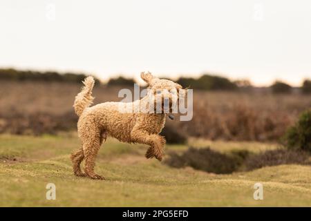 Cockapoos in the New Forest Stock Photo