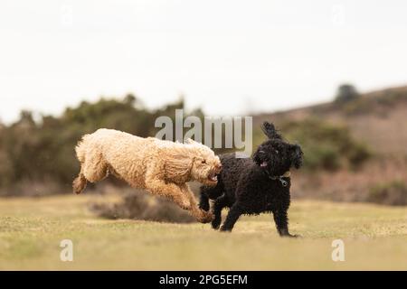 Cockapoos in the New Forest Stock Photo