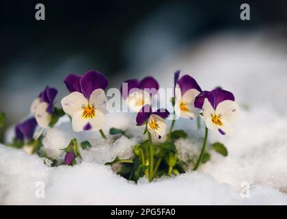 Beautiful colorful horned pansy flowers at springtime in garten with snow. (Viola cornuta) Soft selective focus. Copy space. Stock Photo