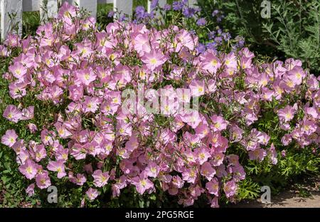 Evening Primrose growing by a white fence in full bloom. Stock Photo