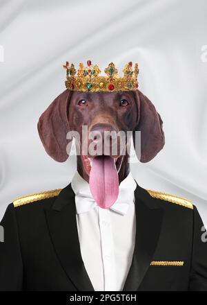 German Shorthaired Pointer dog dressed like royal person against white background Stock Photo