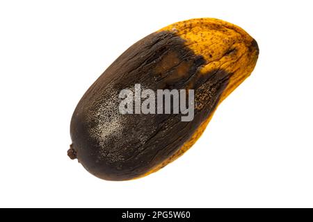top view rotten mango with worms on a white background Stock Photo