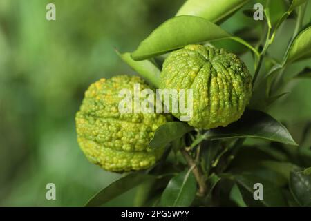 Closeup view of bergamot tree with fruits outdoors Stock Photo