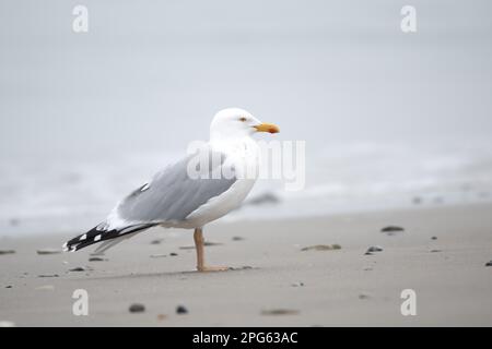 European herring gull (Larus argentatus), standing on the Baltic Sea beach, Vorpommersche Boddenlandschaft National Park, Mecklenburg-Western Stock Photo