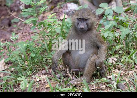 Olive baboon (Papio anubis), male, sitting, Lake Manyara National Park, Tanzania Stock Photo