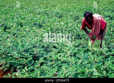 Brinjal Eggplant (Solanum melongena) farm in Oddanchatram Ottanchathiram, Tamil Nadu, South India, India, Asia Stock Photo