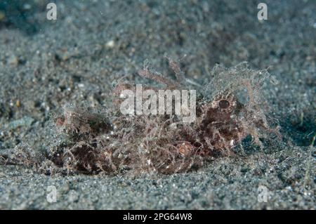 Ambon scorpionfishes (Pteroidichthys amboinensis), Other animals, Fish, Animals, Scorpionfish, Ambon Scorpionfish adult, camouflaged on black sand Stock Photo
