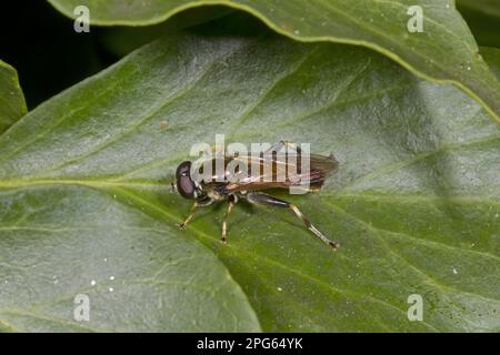 Hoverfly (Xylota segnis) adult, resting on ivy leaf, Norfolk, England, United Kingdom Stock Photo