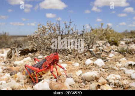 Common Milkweed Grasshopper (Phymateus morbillosus) adult, on quartz field in desert habitat, Little Karoo, Western Cape, South Africa Stock Photo