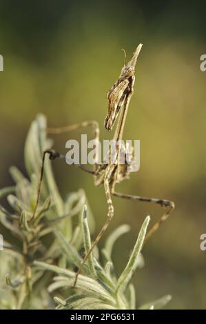 Conehead mantises (Empusa pennata), Animals, Other animals, Insects, Mantis, Conehead mantis nymph, waiting for prey on plant, Italy Stock Photo