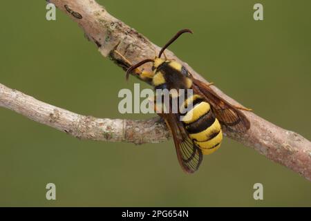 Hornet Clearwing (Sesia apiformis) adult female, resting on twig, Leicestershire, England, United Kingdom Stock Photo