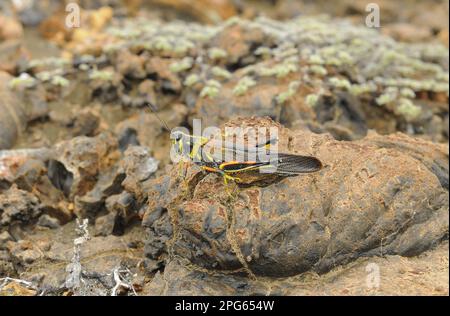 Other animals, Insects, Animals, Field locusts, Painted Locust (Schistocerca melanocera) adult, resting on lava rock, Galapagos Islands Stock Photo
