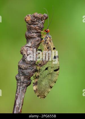 European bach detention (Osmylus fulvicephalus), European brookshank ...