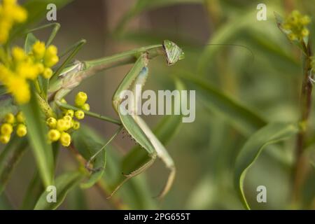 Chinese chinese mantis (Tenodera sinensis) introduced adult species to vegetation, New utricularia ochroleuca (U.) (U.) S. A Stock Photo